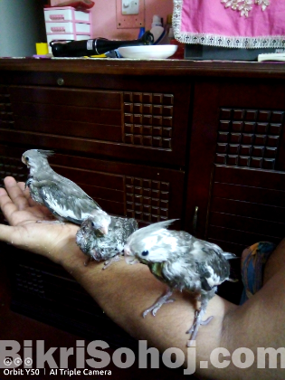 টেম সাইজ ককাটাইল পাখির বাচ্চা বিক্রি